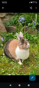 Photo de galerie - J'aime les lapins