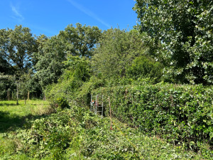 Photo de galerie - Taille de haies et d'arbustes