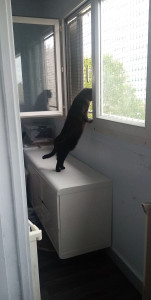 Photo de galerie - Nous avions fait confiance à Elodie pour la garde de câline, notre chatte âgée de 7 ans. Cette garde s'est merveilleusement bien passée et on a reçu des nouvelles tout le long. encore merci Elodie. 5/5⭐