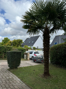 Photo de galerie - Taille de haies et d'arbustes