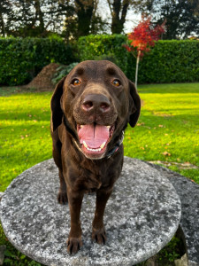 Photo de galerie - Rolo, un labrador chocolat de 5 ans, qui m’accompagne dans la vie de tous les jours☺️