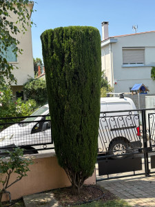 Photo de galerie - Taille d’un cyprès 