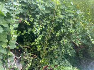 Photo de galerie - Paysagiste - Aménagement du jardin