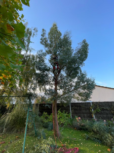 Photo de galerie - Elagage et coupe d'arbres