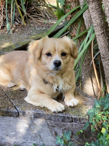 Photo de galerie - Alphonse est venu passer un week-end à la campagne… Cet Epagneul Tibétain a parfaitement trouvé sa place, il a su partager de longs moments de jeu avec la chienne de la maison. Au plaisir de l'accueillir une prochaine fois…
