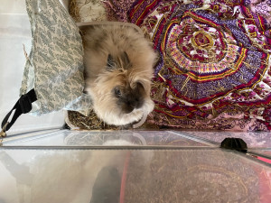 Photo de galerie - Visite à domicile 