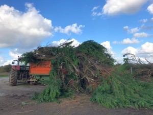 Photo de galerie - Tonte de pelouse - Débroussaillage