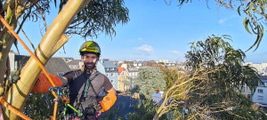 Photo de galerie - Dans l'eucalyptus
