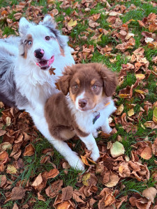 Photo de galerie - J’ai 2 petits chiens 