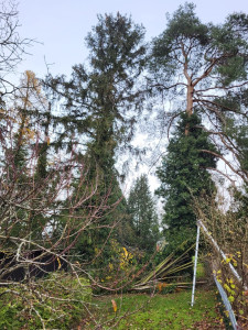 Photo de galerie - Elagage et coupe d'arbres