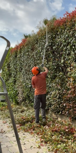 Photo de galerie - Taille d’une haie de 50 m linéaire sur 3 mètres de haut 
