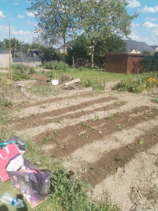 Photo de galerie - Mon petit potager 