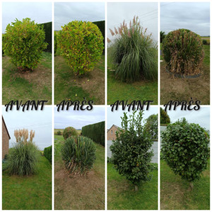 Photo de galerie - Taille de haies et d'arbustes