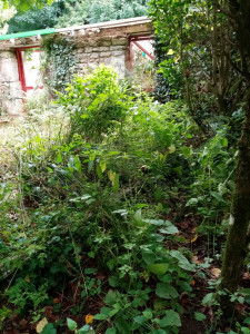 Photo de galerie - Tonte de pelouse - Débroussaillage