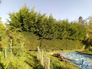Photo de galerie - Taille de haie de thuya de 6m de haut 