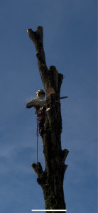 Photo de galerie - Elagage et coupe d'arbres