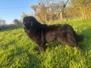 Photo de galerie - Terre neuve 