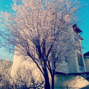 Photo de galerie - Elagage et coupe d'arbres