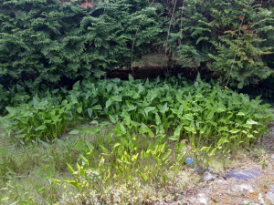 Photo de galerie - Paysagiste - Aménagement du jardin