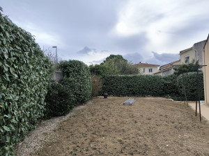 Photo de galerie - Taille différente haies d'eleagnus