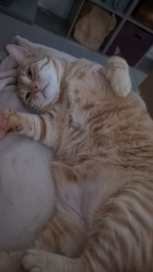 Photo de galerie -  .