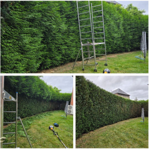 Photo de galerie - Taille de haies et d'arbustes