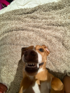 Photo de galerie - Rockie-4 ans