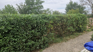 Photo de galerie - Taille de haies et d'arbustes