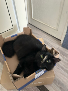 Photo de galerie - Un minou 