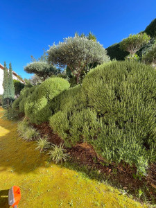 Photo de galerie - Taille romarin. 