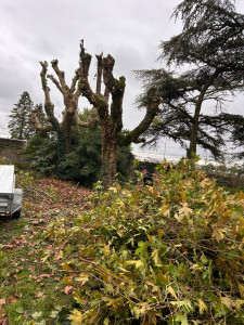 Photo de galerie - Elagage et coupe d'arbres