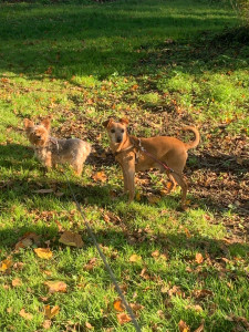 Photo de galerie - Garde chien 