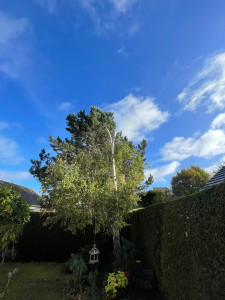 Photo de galerie - Elagage Bouleau 