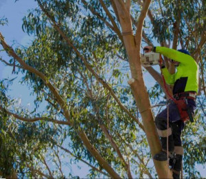 Photo de galerie - élagage