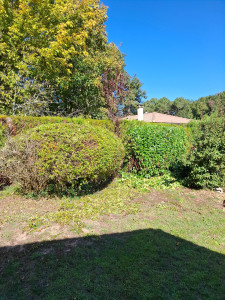 Photo de galerie - Taille d arbustes