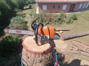 Photo réalisation - Elagage et coupe d'arbres - Théo (Apicem paysage) - Toulouse (Lestang) : Démontage d'un Pin