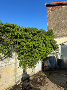 Photo de galerie - Destruction de lierre 