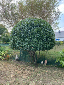 Photo de galerie - Taille d’arbustes