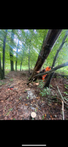 Photo de galerie - Abattage de 12 arbres au total 