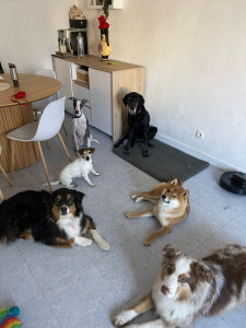 Photo de galerie - Garde animaux