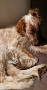 Photo de galerie - Garde chien