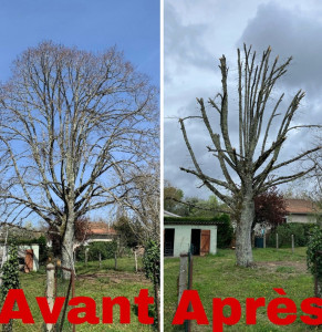 Photo de galerie - Taille-arbres avant-apre