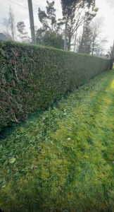 Photo de galerie - Taille de haies