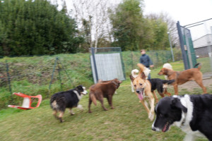 Photo de galerie - Je posséde un parce clos et sécurisé de 1200m². lorsque l'on est pas en balade, les chiens viennent ici pour jouer