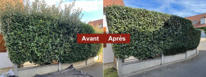 Photo de galerie - Taille de haie avant après