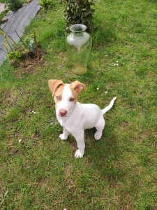Photo de galerie - Garde chien