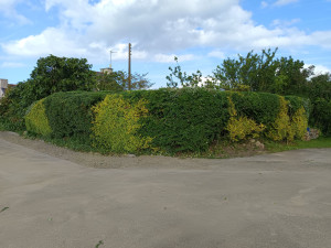 Photo de galerie - Taille 