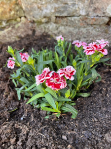 Photo de galerie - Je désherbe sans produits chimiques, je plantes des plantes fleurs … 