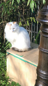 Photo de galerie - 1 de mes chats Nicky 8 ans 