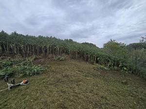 Photo de galerie - Tonte de pelouse - Débroussaillage